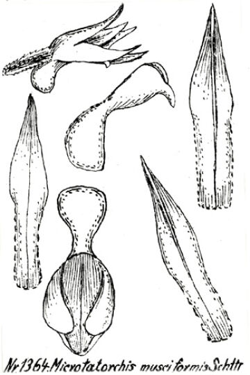 Taeniophyllum musciforme