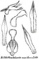 Taeniophyllum musciforme: Taeniophyllum musciforme (J.J.Sm.) Kocyan & Schuit. (as Microtatorchis musciformis Schltr.), drawing R. Schlechter in Repert. Spec. Nov. Regni Veg. Beih. 21 (1928) t. 353, fig. 1364