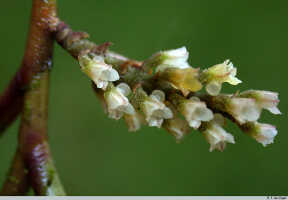 Schoenorchis micrantha: Schoenorchis micrantha Reinw. ex Blume, inflorescence, photo E.F. de Vogel, from PNG, West New Britain Prov.