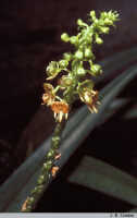 Crepidium carinatifolium: Crepidium carinatifolium (J.J.Sm.) Szlach., inflorescence, photo J.B. Comber, Kebun Raya Bogor cult., from Papua (Indonesia)