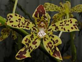 Grammatophyllum scriptum: Grammatophyllum scriptum (L.) Blume, flower, photo Graham Corbin, from Papua New Guinea, locality not knowm cultivated by Steven Kami