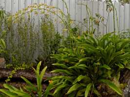 Grammatophyllum scriptum: Grammatophyllum scriptum (L.) Blume, plant habit, photo Graham Corbin, from Papua New Guinea, locality not knowm cultivated by Steven Kami