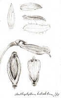 Bulbophyllum holochilum: Bulbophyllum holochilum J.J.Sm., floral analysis, drawing J.J. Smith, from Gjellerup 752