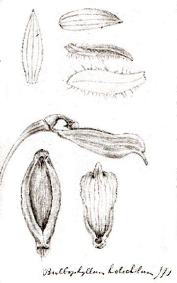 Bulbophyllum holochilum