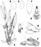 Dendrobium stockeri: Dendrobium stockeri T.Yukawa, plant habit and flower analysis, drawing  Nakajima in Lindleyana 15 (2000) 189, fig. 1.