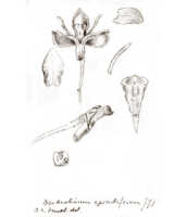 Dendrobium apiculiferum: overview of Dendrobium apiculiferum J.J.Sm.