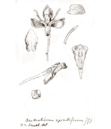 Dendrobium apiculiferum