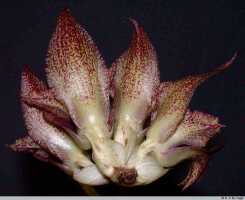 Bulbophyllum macrobulbum: Bulbophyllum macrobulbum J.J.Sm., inflorescence, view from the back, photo E.F. de Vogel, Leiden cult. 32052