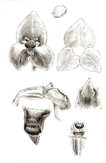 Octarrhena calceiformis
