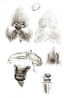 Octarrhena calceiformis: Octarrhena calceiformis (J.J.Sm.) P.Royen, as Chitonanthera calceiformis J.J.Sm., floral analysis, drawing J.J. Smith, based on Lam 1685