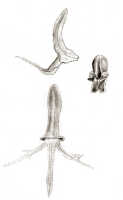 Habenaria paucipartita: Habenaria paucipartita J.J.Sm., drawing J.J. Smith, from Janowsky 339