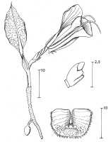 Corybas royenii: Corybas royenii Kores, as Corybas aundensis P.Royen, draughtsperson not known, possibly Pieter van Royen, in Phanerog. Monogr. 16 (1983) 74, fig. 44