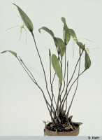 Dendrobium mekynosepalum: Dendrobium mekynosepalum Schltr., habit, photo B. Kieft, based on Leiden cult. 32079