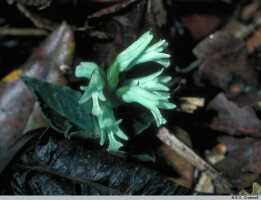 Odontochilus coerulescens: Odontochilus coerulescens (Schltr.) Yukawa, in situ, photo N.E.G. Cruttwell (3/84, PNG, Mt. Gahavisuka)
