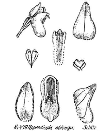 Appendicula oblonga