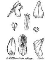Appendicula oblonga: overview picture