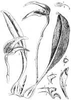 Bulbophyllum antenniferum: Bulbophyllum antenniferum (Lindl.) Rchb.f.,, as Cirrhopetalum ornithorhynchus J.J.Sm., plant habit and flower analysis, drawing from Icon. Bogor. 2 (1903) 107, t. 121
