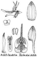 Dendrobium takadui: Dendrobium takadui J.J.Sm. (as Cadetia takadui Schltr.), drawing R. Schlechter in Repert. Spec. Nov. Regni Veg. Beih. 21 (1923) t. 150, fig. 563