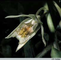 Coelogyne asperata: Coelogyne asperata Lindl., flower, photo J. Comber, ex PNG, Sogeri