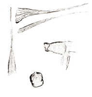 Dendrobium aratriferum: Dendrobium aratriferum J.J.Sm., drawing J.J. Smith, based on Versteeg 1637