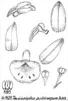 Taeniophyllum pubicarpum: Taeniophyllum pubicarpum Schltr., drawing R. Schlechter in Repert. Spec. Nov. Regni Veg. Beih. 21 (1928) t. 368, fig. 1423