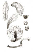 Claderia papuana: Claderia papuana Schltr., drawing J.J. Smith, from Docters van Leeuwen 10267