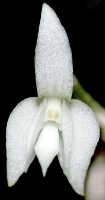 Dendrobium lactiflorum: Dendrobium lactiflorum Schltr., flower, front view, photo Ed de Vogel, Leiden cult. 32115 (de Vogel et al.) from Papua New Guinea, Western Highlands Prov.