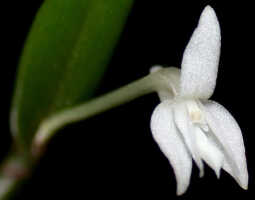 Dendrobium lactiflorum: Dendrobium lactiflorum Schltr., flower, lateral view, photo Ed de Vogel, Leiden cult. 32115 (de Vogel et al.) from Papua New Guinea, Western Highlands Prov.