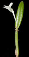 Dendrobium lactiflorum: Dendrobium lactiflorum Schltr., stem with flower, photo Ed de Vogel, Leiden cult. 32115 (de Vogel et al.) from Papua New Guinea, Western Highlands Prov.
