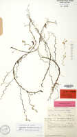 Octarrhena purpureiocellata: Octarrhena purpureiocellata P.Royen, herbarium sheet, Balgooy, van 393 (holotype specimen L)