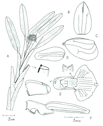 Agrostophyllum woitapense 