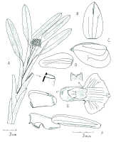 Agrostophyllum woitapense : Agrostophyllum woitapense Ormerod. Drawing by Paul Ormerod in Orchadian 17 (2012) 236, fig., based on the type:  Leiden cult. 20030236 E.F, de Vogel & A. Vogel.