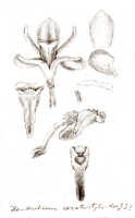 Dendrobium ceratostyloides: Dendrobium ceratostyloides J.J.Sm., drawing J.J. Smith, based on Berger, den s.n.