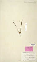Dendrobium araneola: Dendrobium araneola Schltr., isotype specimen: Schlechter 20245 (L)