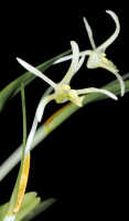 Dendrobium cadetioides: Dendrobium cadetioides Schltr., inflorescences, photo and cult. Jeffrey Champion, plant from Tanah Papua, without locality