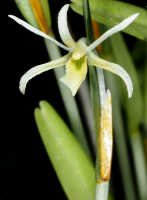 Dendrobium cadetioides: Dendrobium cadetioides Schltr., flower, front view, photo and cult. Jeffrey Champion, plant from Tanah Papua, without locality