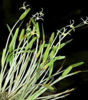 Dendrobium cadetioides: Dendrobium cadetioides Schltr., plant habit, photo and cult. Jeffrey Champion, plant from Tanah Papua, without locality