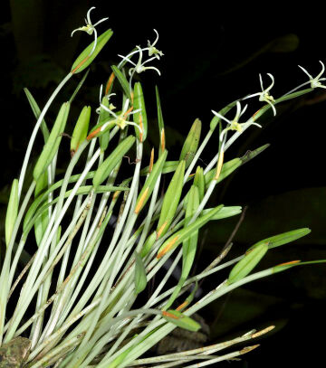 Dendrobium cadetioides