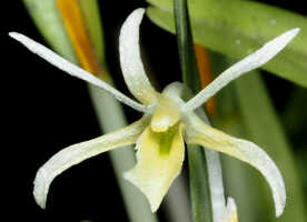 Dendrobium cadetioides: Dendrobium cadetioides Schltr., flower, front view, photo and cult. Jeffrey Champion, plant from Tanah Papua, without locality