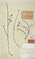 Dendrobium sphenochilum: Dendrobium confusum Schltr. (= Dendrobium sphenochilum F.Muell. & Kraenzl.), isotype specimen: Schlechter 20403 (L)