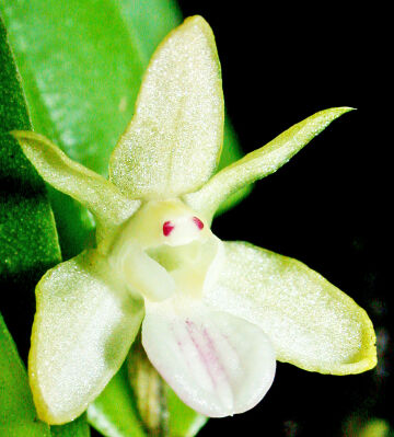 Dendrobium rumphiae