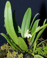 Dendrobium rumphiae: Dendrobium rumphiae Rchb.f., plant habit, photo Ed de Vogel, Leiden cult. 20031623 (Harris 1572a), from Papua New Guinea, Gulf Province