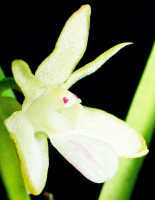 Dendrobium rumphiae: Dendrobium rumphiae Rchb.f., flower, oblique lateral view, photo Ed de Vogel, Leiden cult. 20031623 (Harris 1572a), from Papua New Guinea, Gulf Province