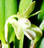 Dendrobium rumphiae: Dendrobium rumphiae Rchb.f., flower, lateral view, photo Ed de Vogel, Leiden cult. 20031623 (Harris 1572a), from Papua New Guinea, Gulf Province