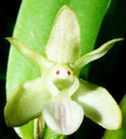 Dendrobium rumphiae: Dendrobium rumphiae Rchb.f., flower, front view, photo Ed de Vogel, Leiden cult. 20031623 (Harris 1572a), from Papua New Guinea, Gulf Province