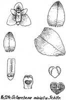 Octarrhena miniata: Octarrhena miniata (Schltr.) Schltr., drawing R. Schlechter in Repert. Spec. Nov. Regni Veg. Beih. 21 (1928) t. 316, fig. 1214