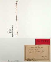 Crepidium hydrophilum: Crepidium hydrophilum (J.J.Sm.) Szlach. (as Microstylis hydrophila J.J.Sm.), herbarium sheet, Bogor cult. (Exp. Lorentz (Djibdja 310)) s.n. (isotype specimen BO)