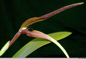 Bulbophyllum antenniferum: Bulbophyllum antenniferum (Lindl.) Rchb.f., flower, lateral view, photo E.F. de Vogel, Stocker cult.