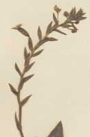 Crepidium epiphyticum: Crepidium epiphyticum (Schltr.) Szlach. (as Microstylis epiphytica Schltr.), detail of herbarium sheet, Schlechter 14382 (isotype specimen K), photo copyright the Board of Trustees of the Royal Botanic Gardens, Kew