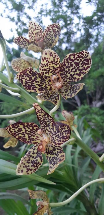 Grammatophyllum speciosum